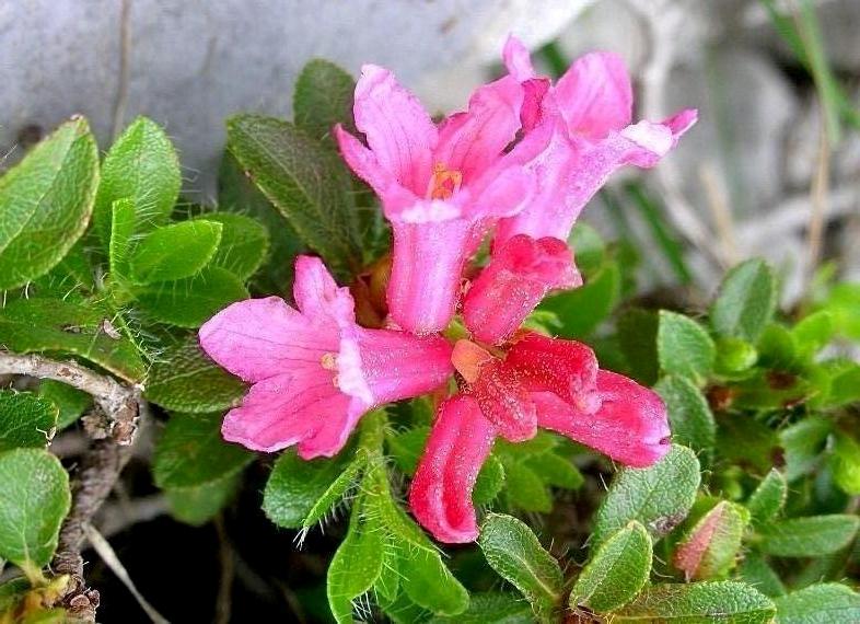 Rhododendron  hirsutum / Rododendro irsuto